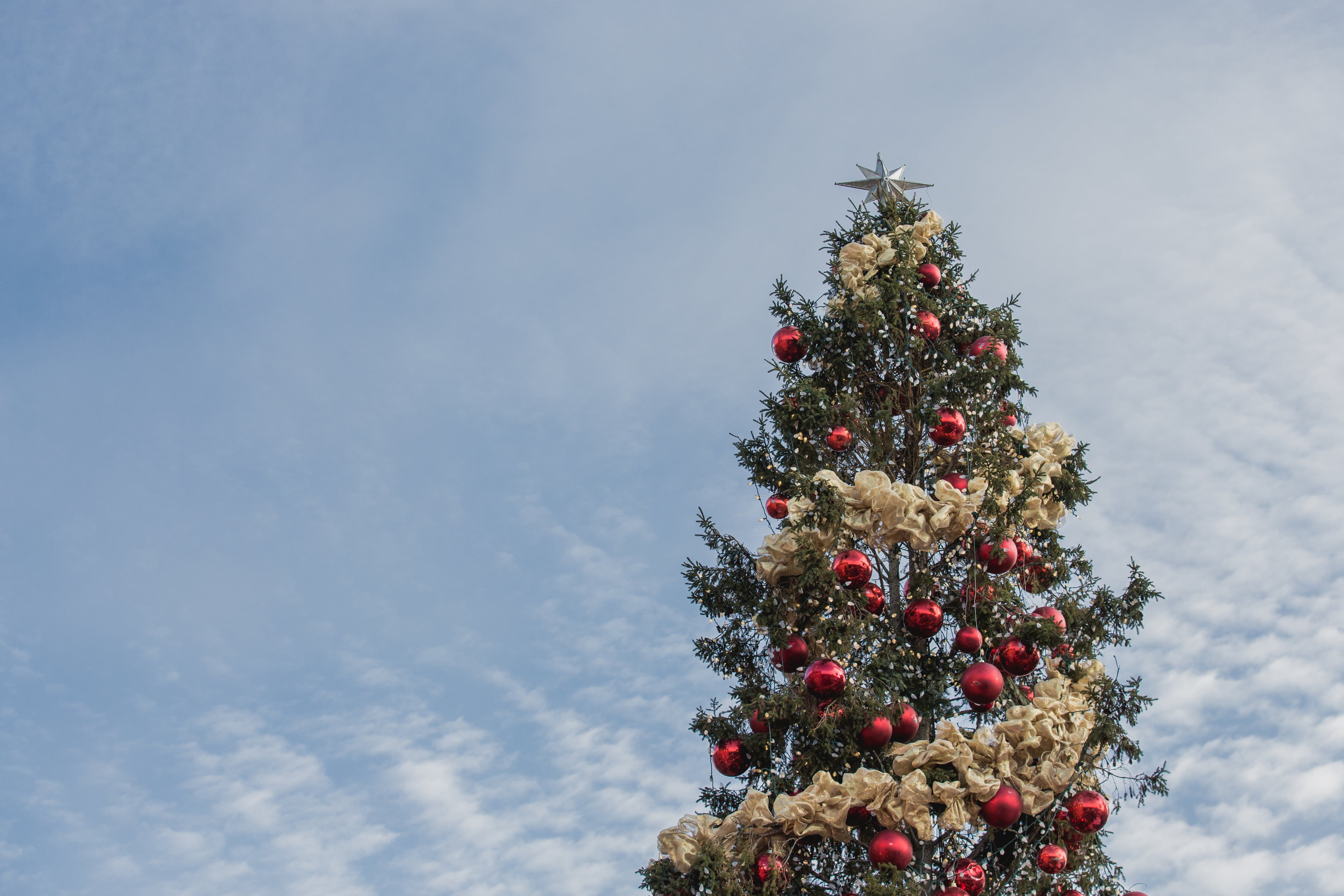 chrsitmas-tree-under-sky.jpg